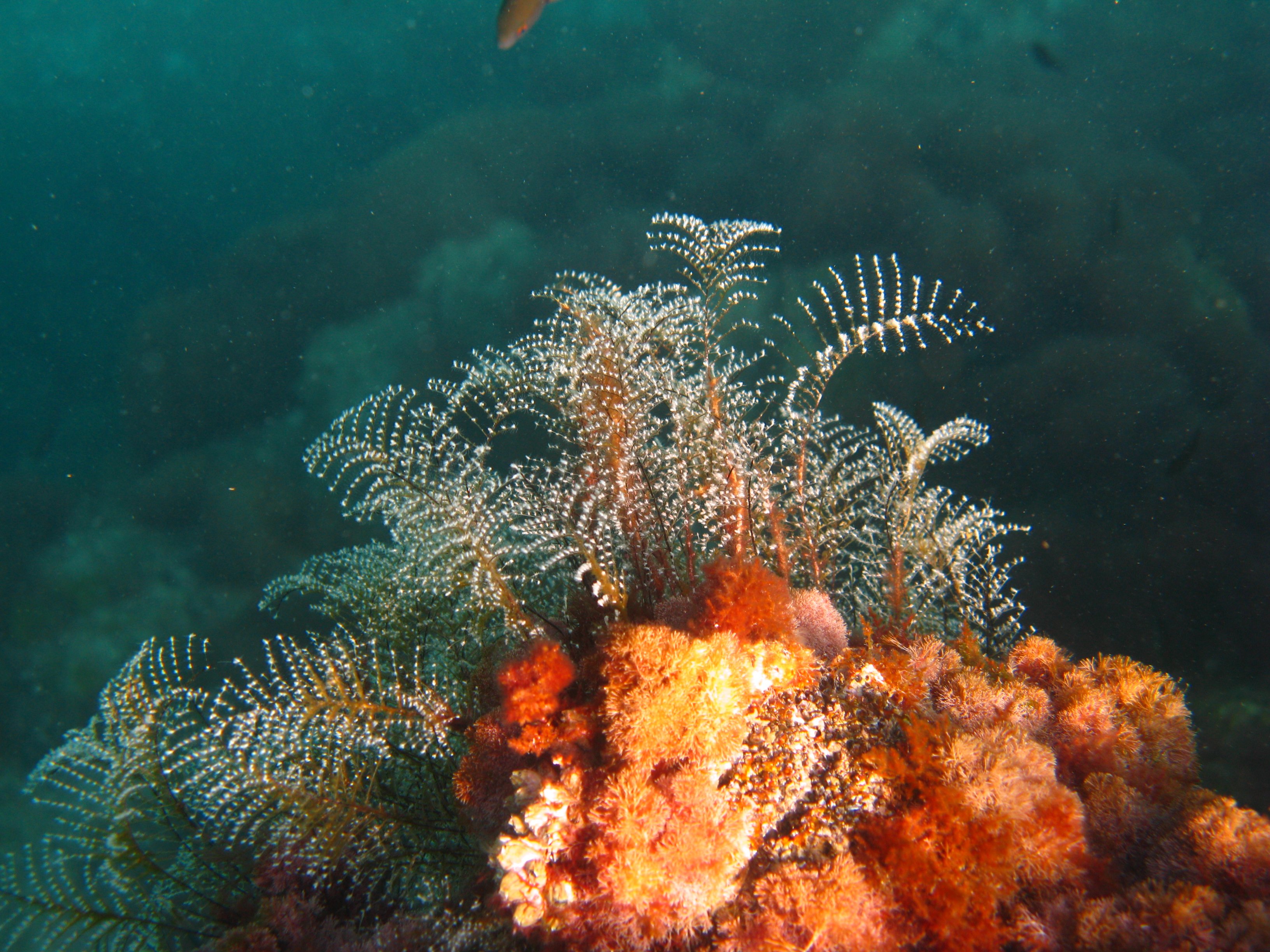 plemmirio, riserva naturale sottomarina, siracusa, sicilia, alghe rosse
