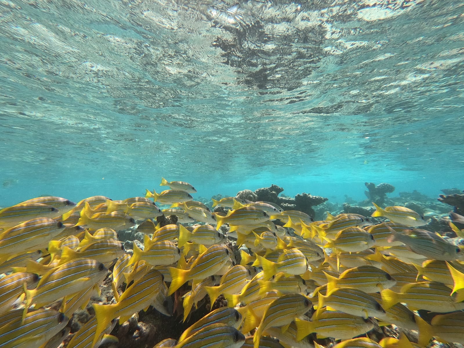 Kudafushi_fishs_diving