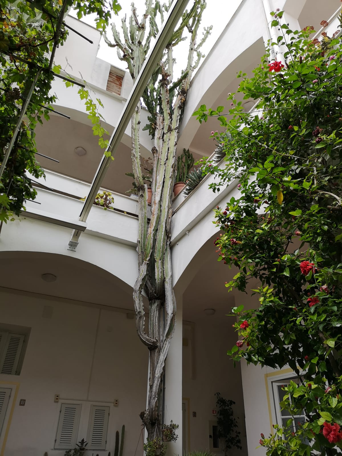 Cactus alto e centenario nel cortile dell'hotel Feola di Ponza