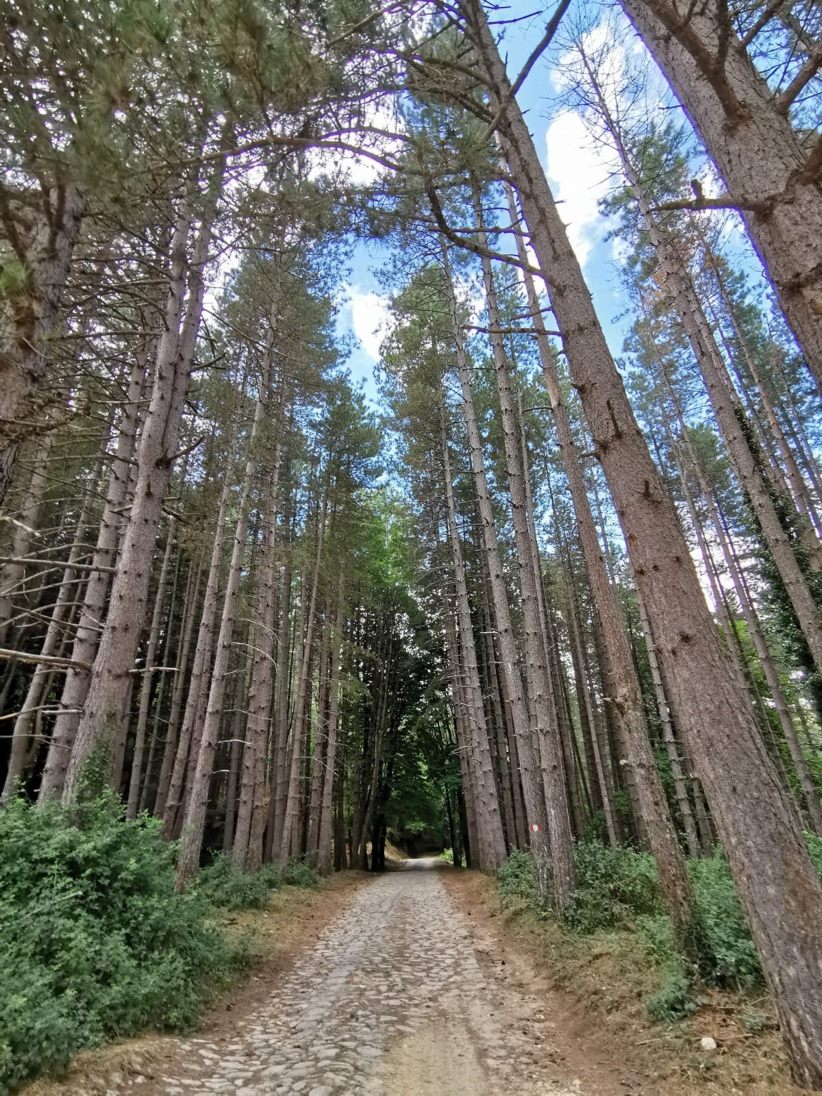 sentiero dei boschi di Stilo in Calabria