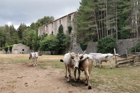 Muli Ferdinandea archeologia Calabria